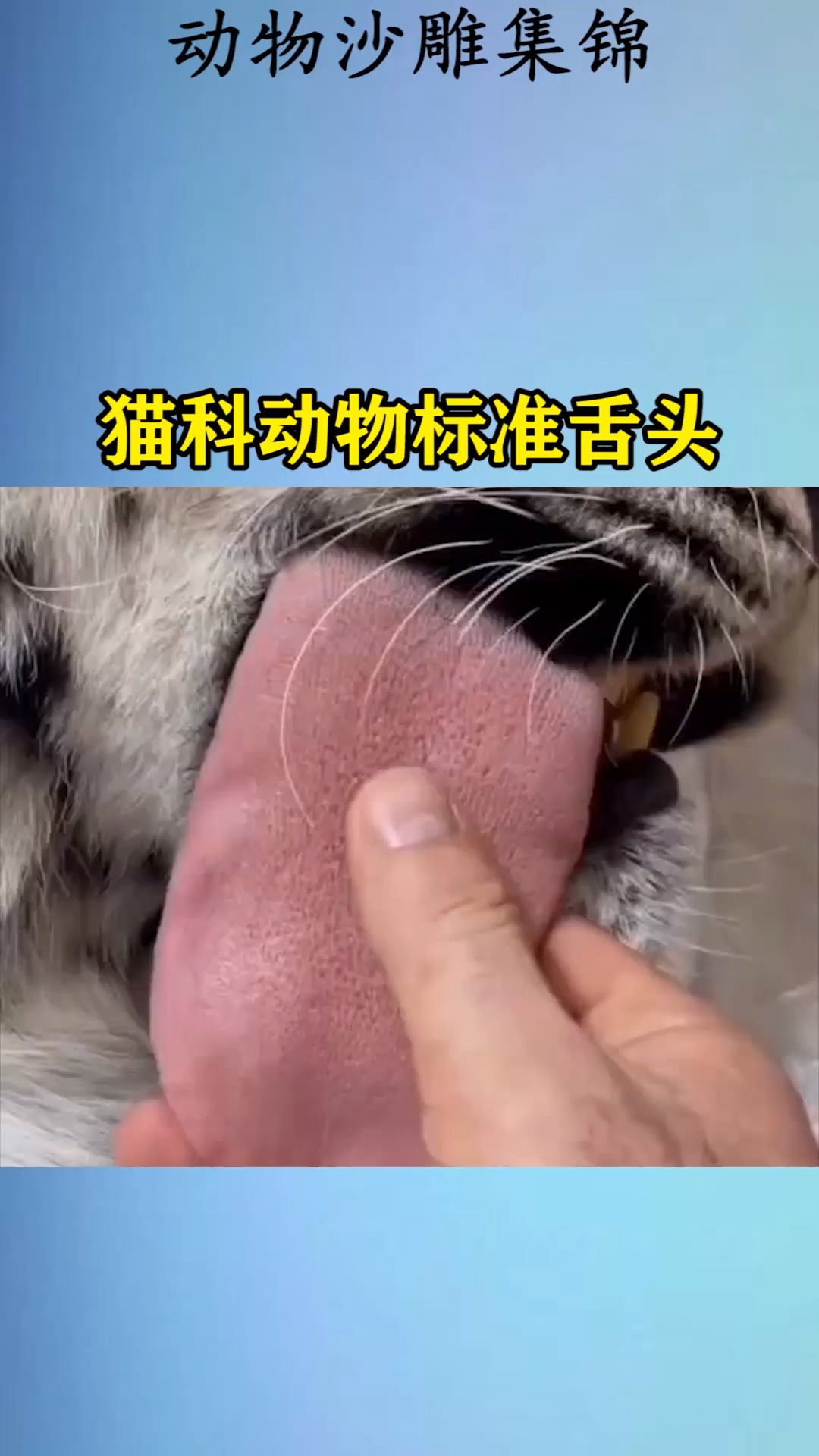 我要上热门#猫科动物标准舌头