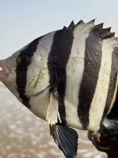 大齐赶海退潮后发现一条斑马一样的海鱼抓它还活蹦乱跳的乡村新景象