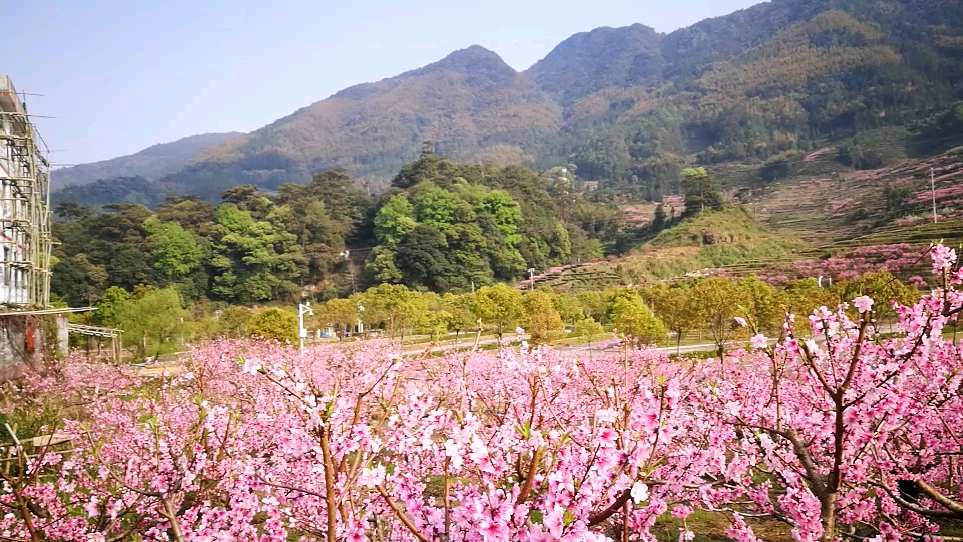 福安穆阳十里桃花醉入山涧