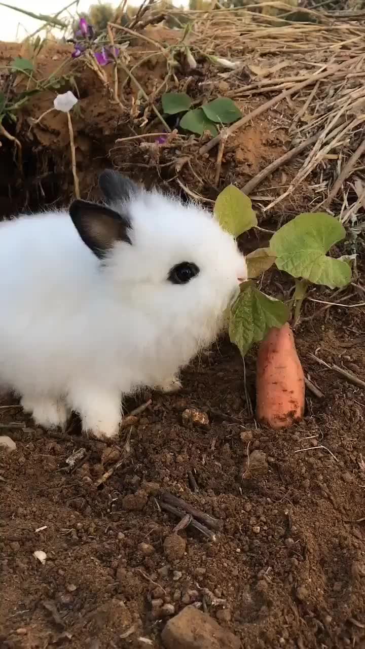 正在吃地瓜叶的萌兔,非常有趣的画面哈