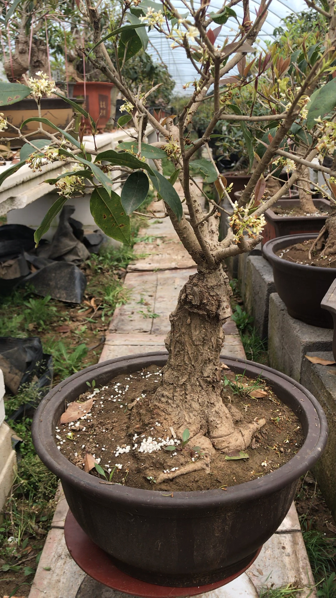 一颗老月桂盆景