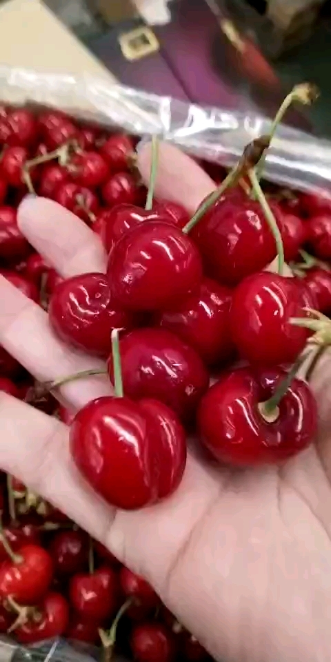 我的私藏景点#好大的车厘子!