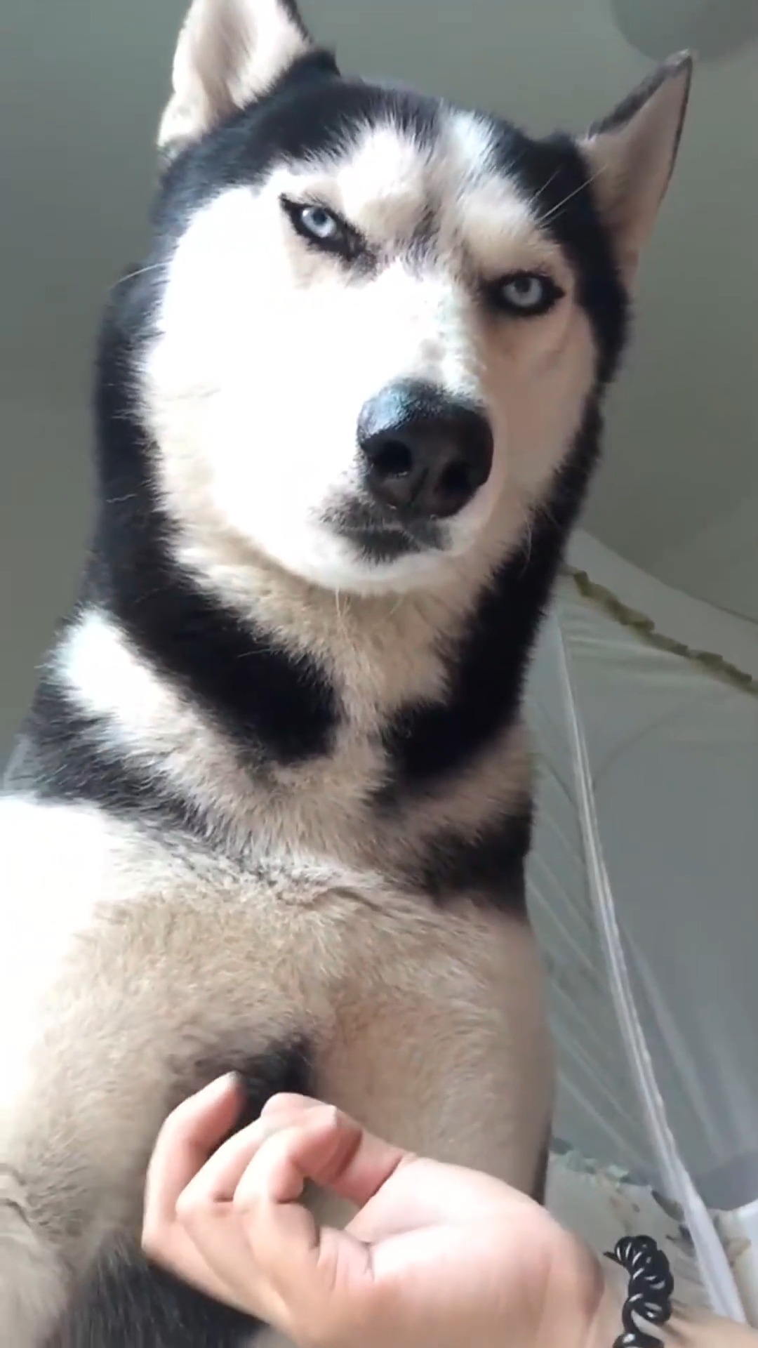 娱乐#哈士奇这一脸严肃的样子,看起来挺像一条正经的汪星人