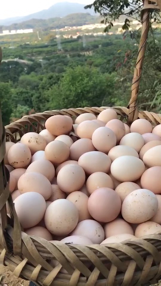 山鸡蛋