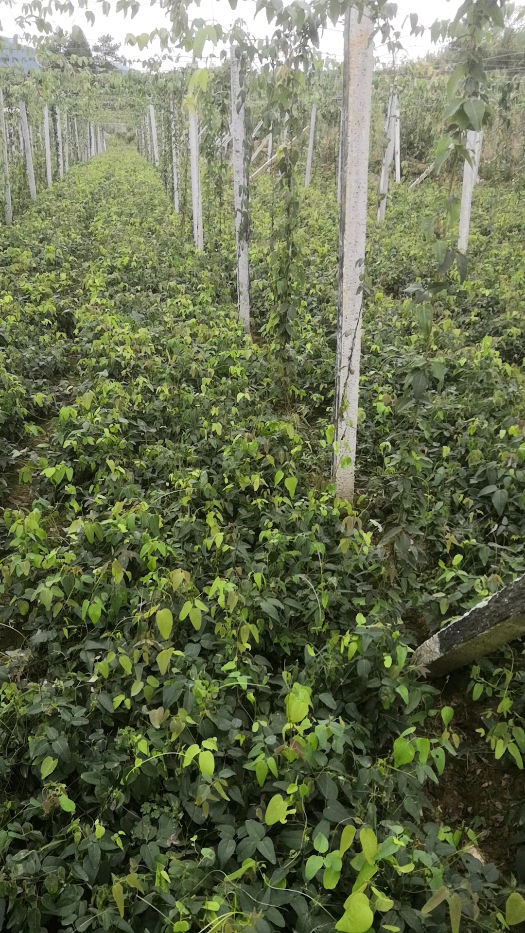 八月瓜苗草长得太多了,谁来想想办法