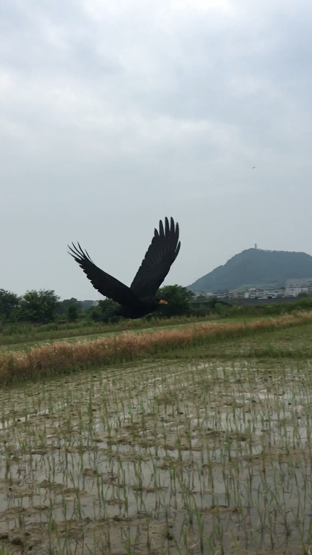 红嘴山鸦(大力)盘飞