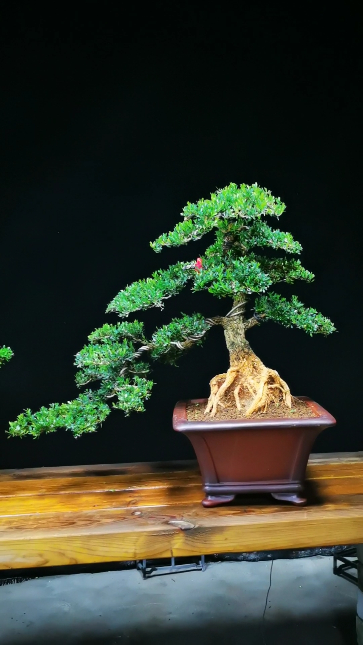 我的奋斗人生#雀舌黄杨盆景