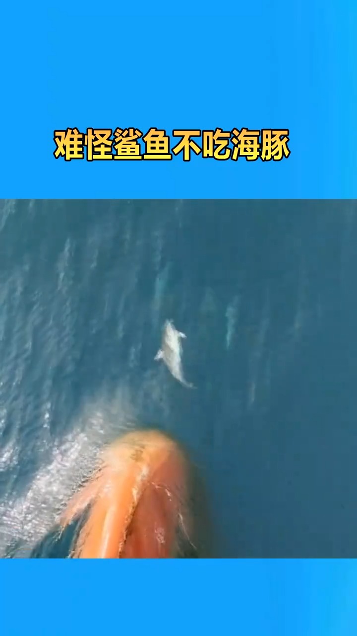 这就是海豚的游泳速度,难怪鲨鱼不吃海豚