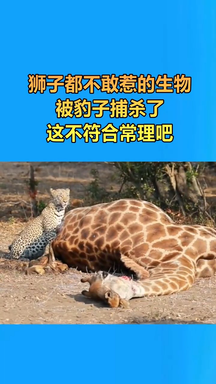 狮子都不敢惹的生物,被豹子捕杀了,这不符合常理吧