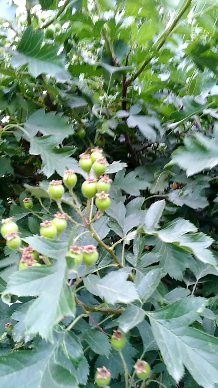 成长中的山查树