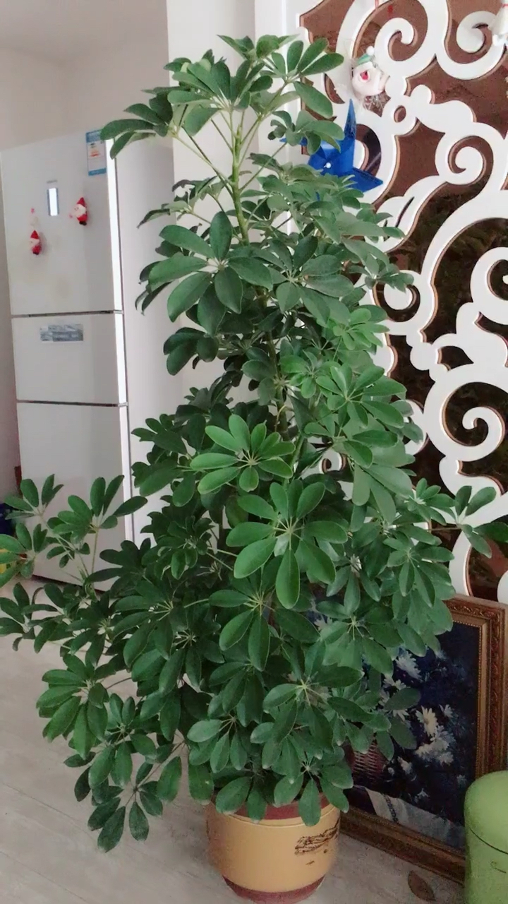 恭祝大家2019:八方来财!福气多多!喜气盈门!吉祥如意!