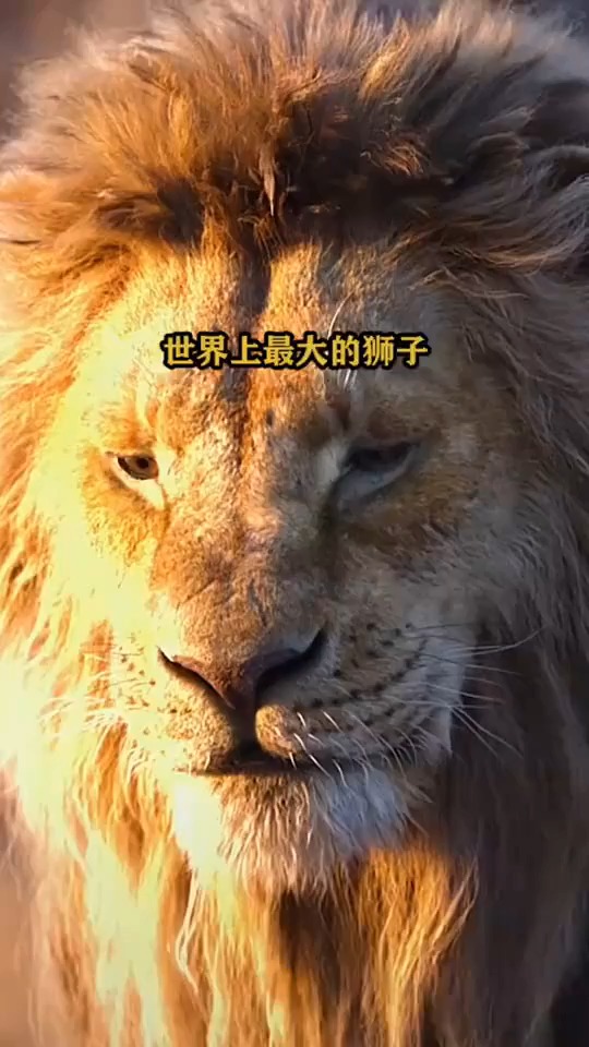搞笑视频世界上最大的狮子