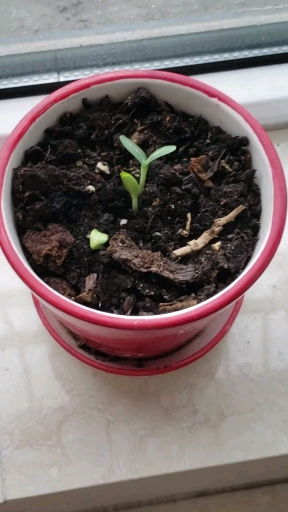 民间艺术#烙画葫芦~雀跃   旁边是2020年第一棵发芽的葫芦苗,象兆着