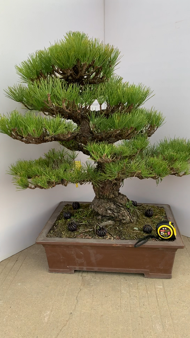 三河黑松 百年老松