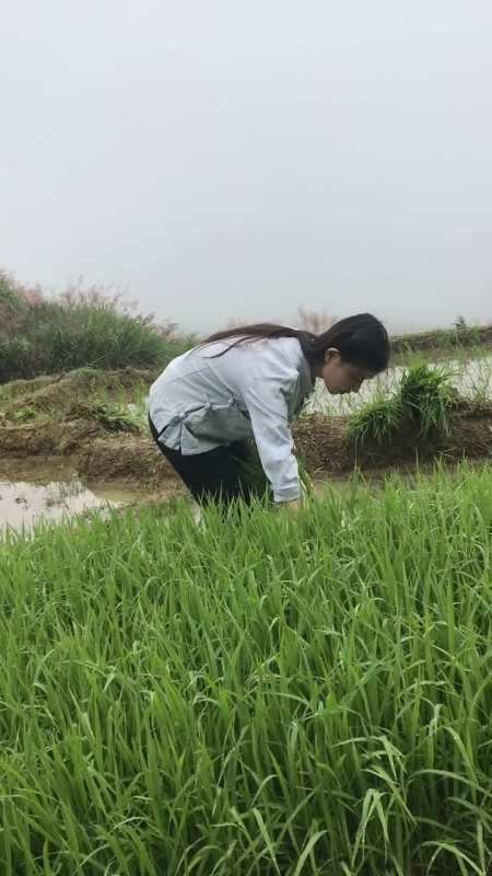 在咱们农村到了插秧季节,邻居都会来帮忙,你要来帮忙吗?