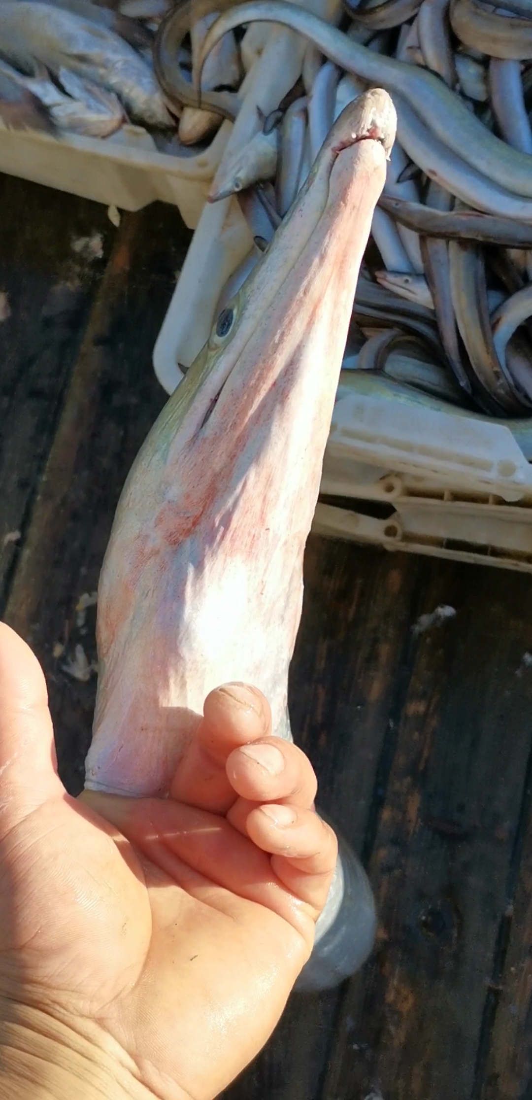 你见过一米八米长的海龙鱼吗