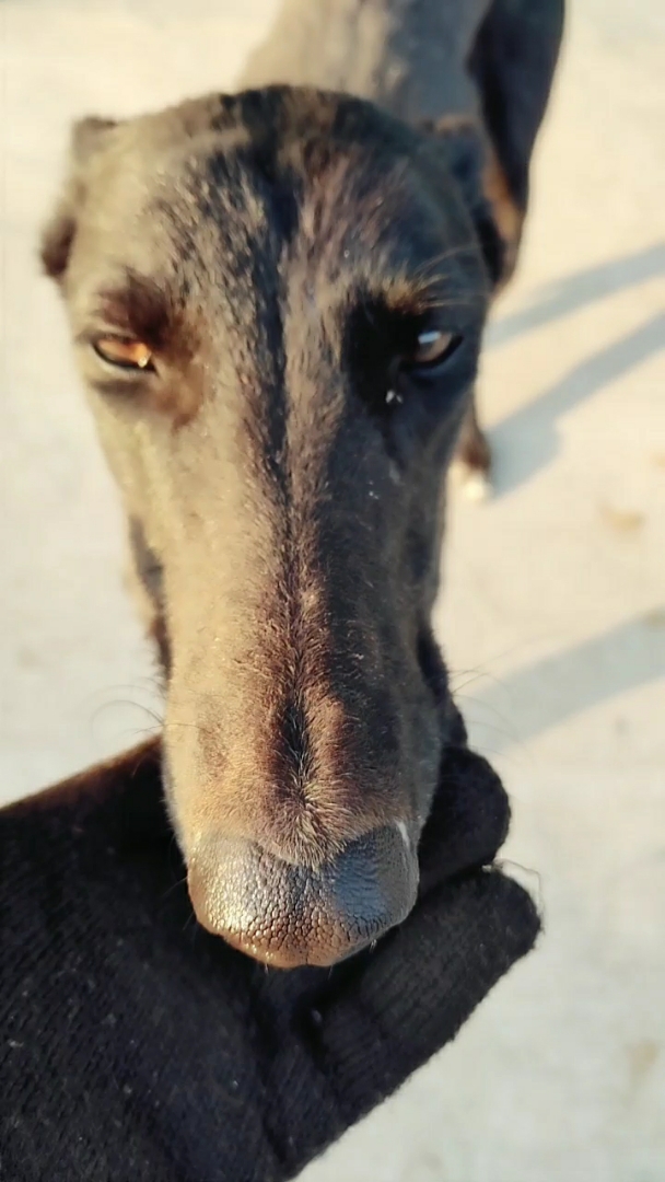 这大长脸的是啥狗