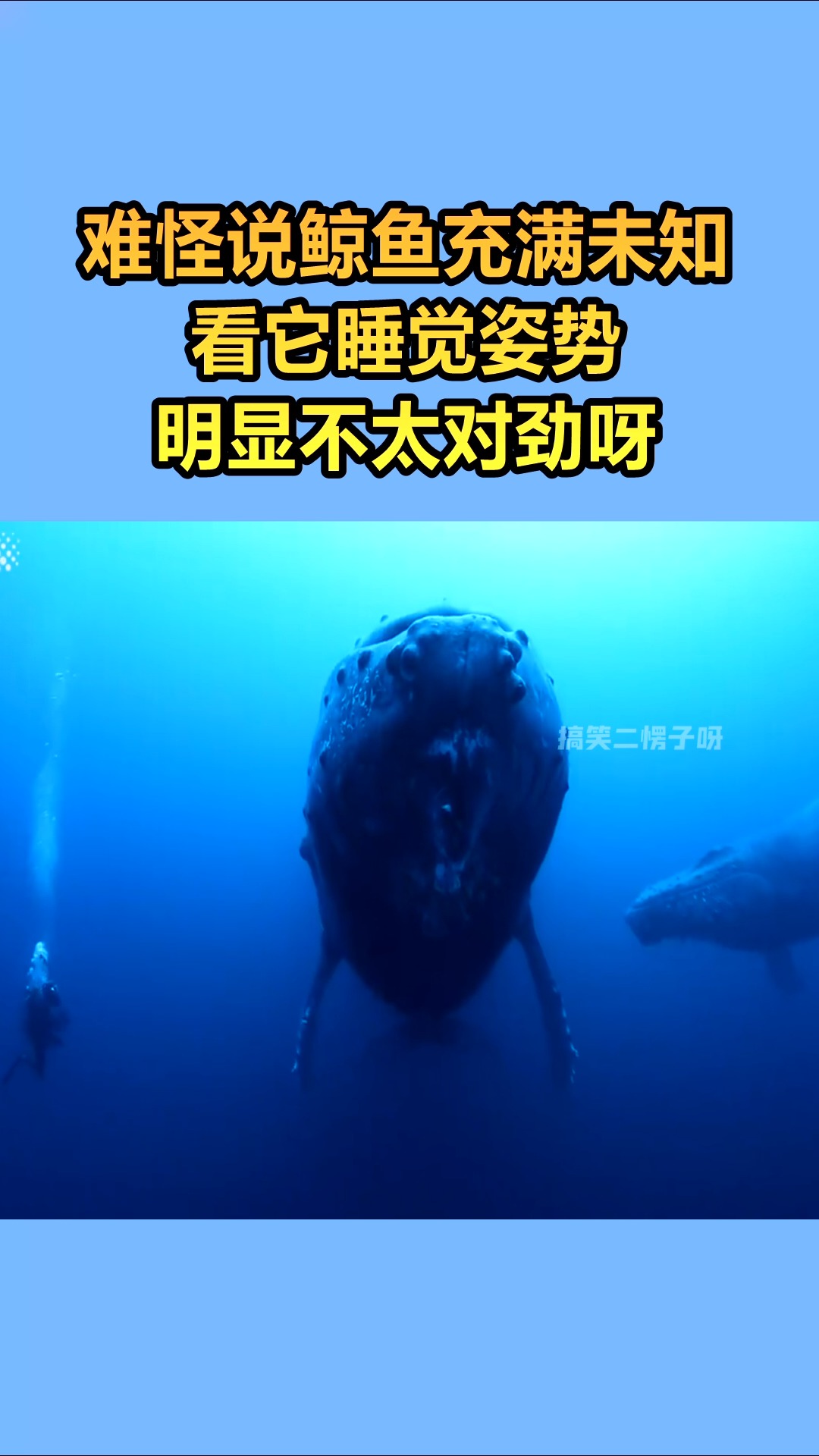 我要上热门#鲸鱼睡觉的样子,你见过吗