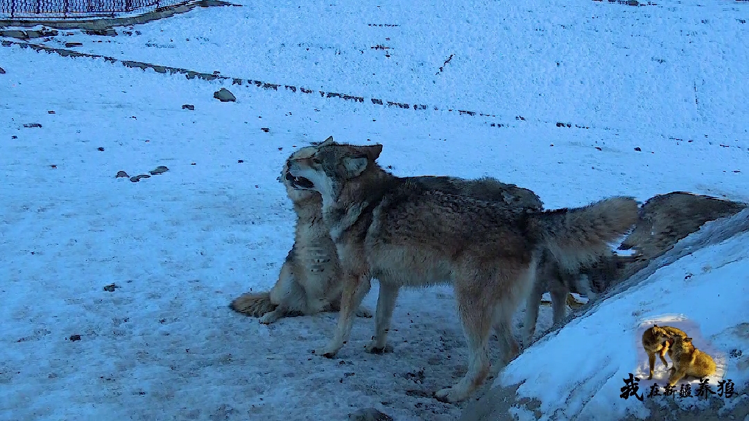狼王回来后狼群是什么样的?