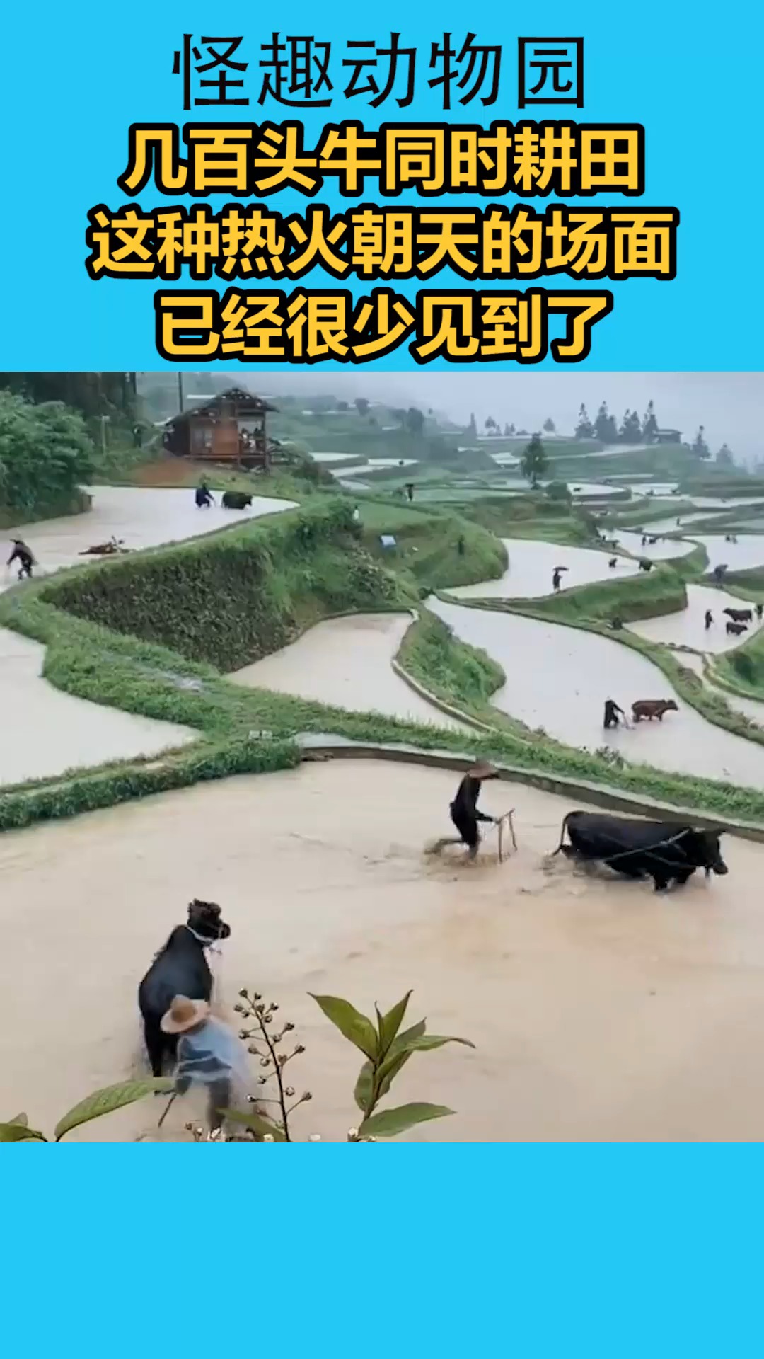 我要上热门#几百头牛同时耕田,这种热火朝天的场面,已经很少见到了