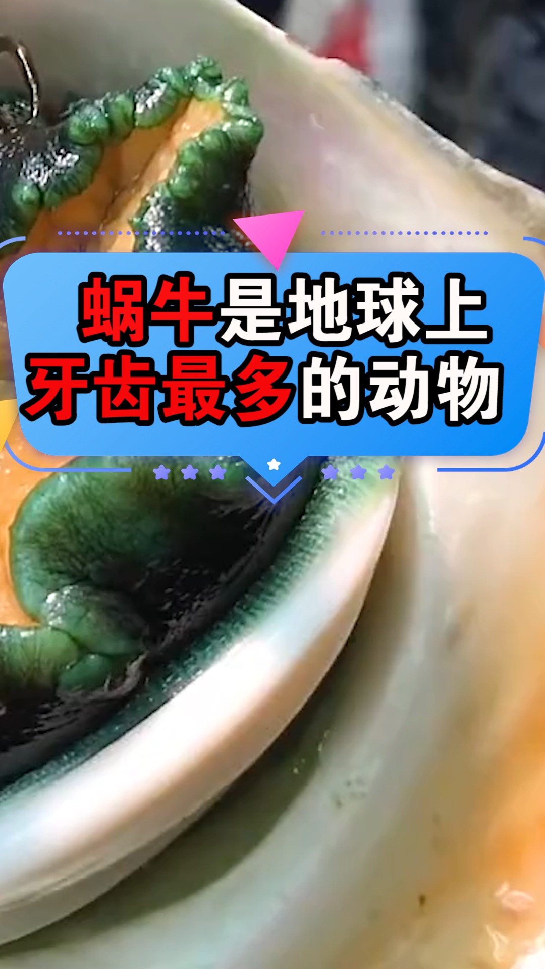 蜗牛居然是世界上牙齿最多的?