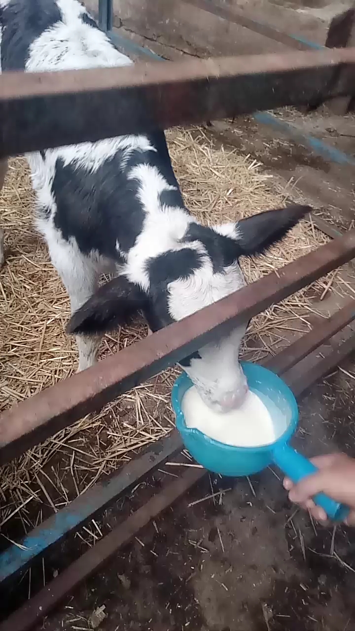 出生三天的小牛,喝奶速度杠杠滴