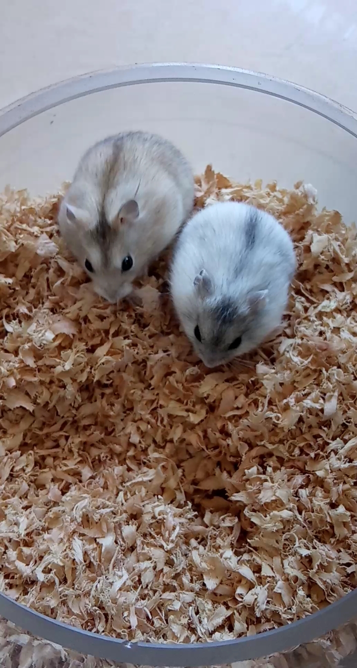 一只布丁一只银狐 太可爱啦