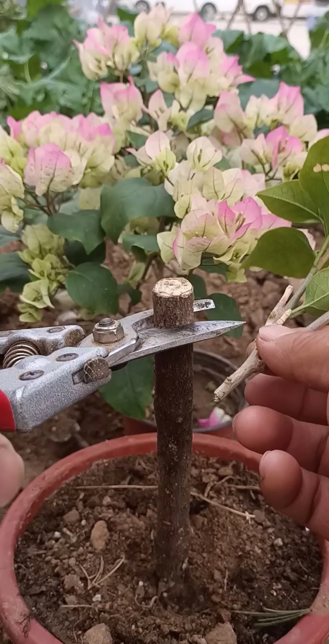 嫁接技术#嫁接复色三角梅技术,最佳季节是春季秋季-度小视