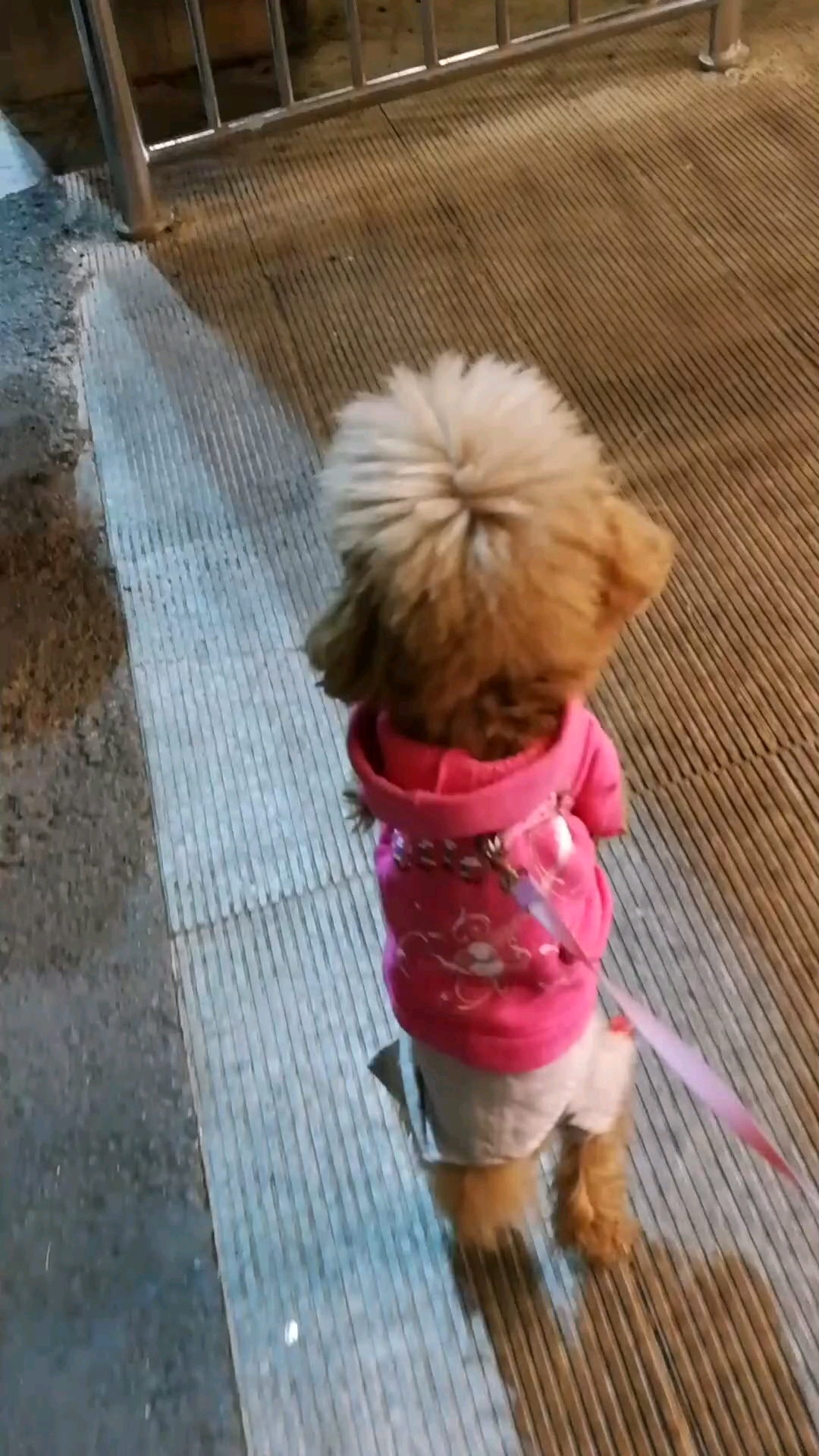 想进超市的小闹闹