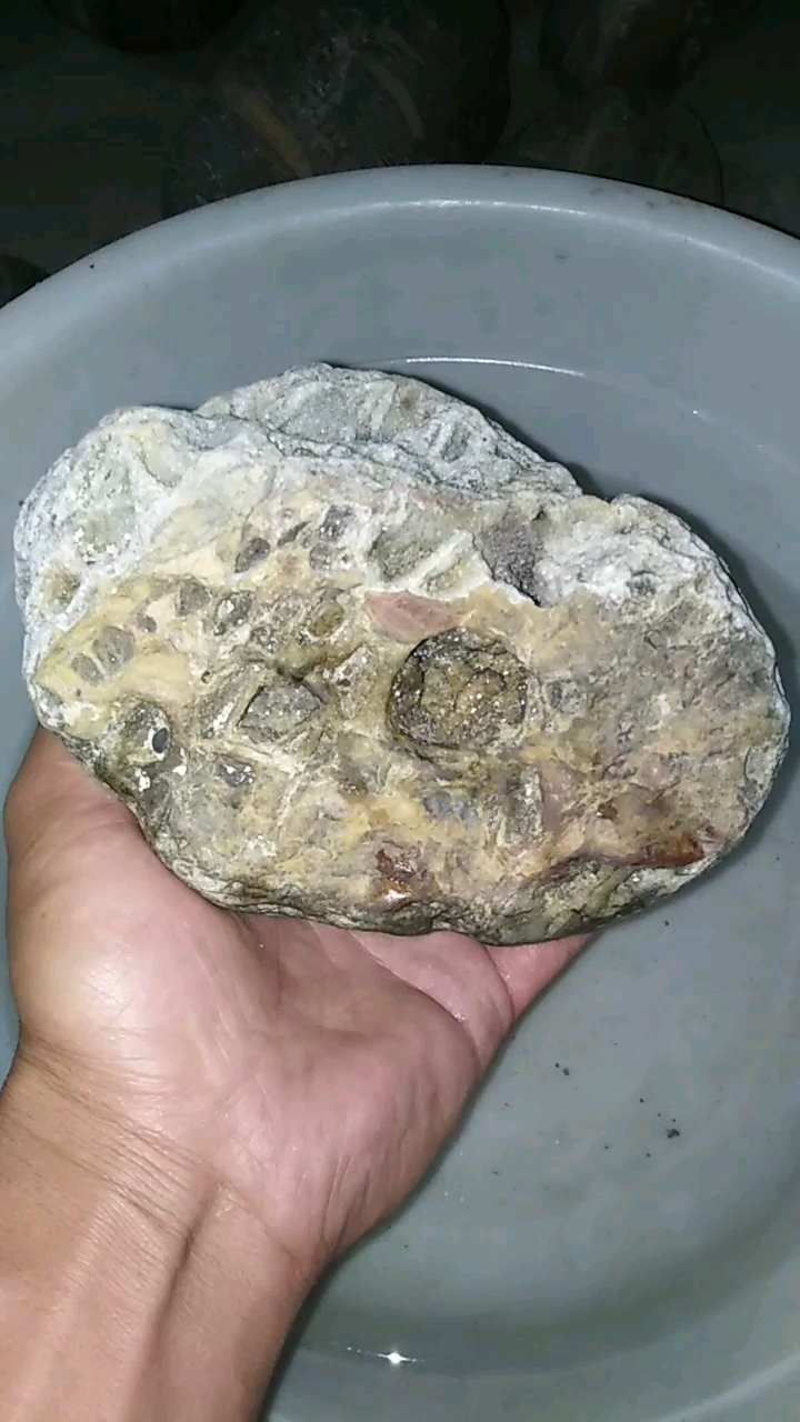 我要过六一#汉江网络石,灯光下繁星点点闪闪!