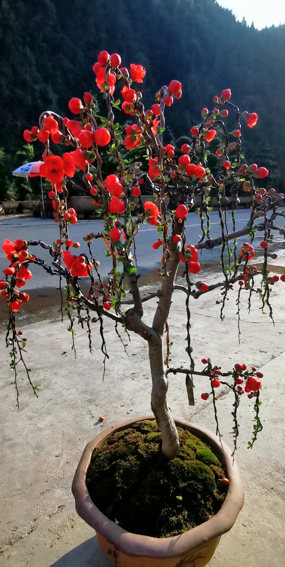 长寿冠海棠盆景制作图片