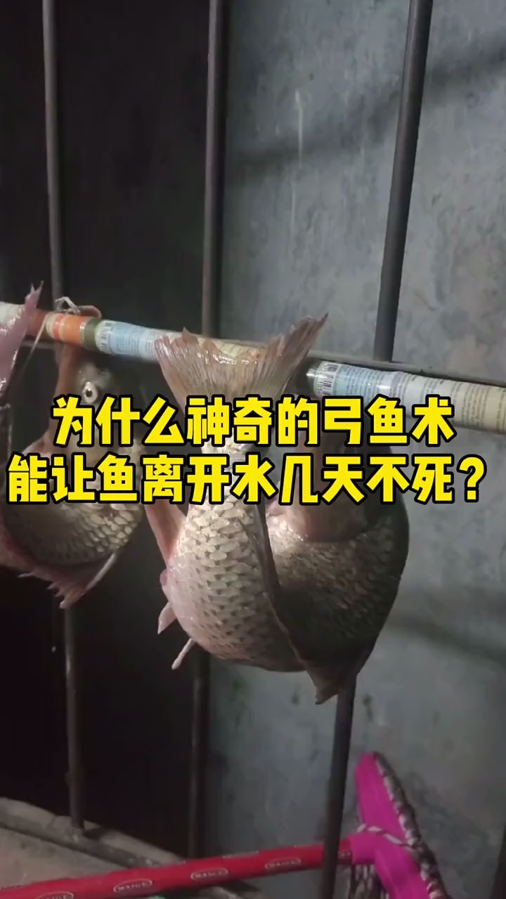 为什么神奇的弓鱼术,能让鱼离开水几天不死?