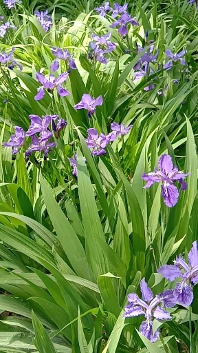 鸢尾花,别名紫蝴蝶多年生草本植物!