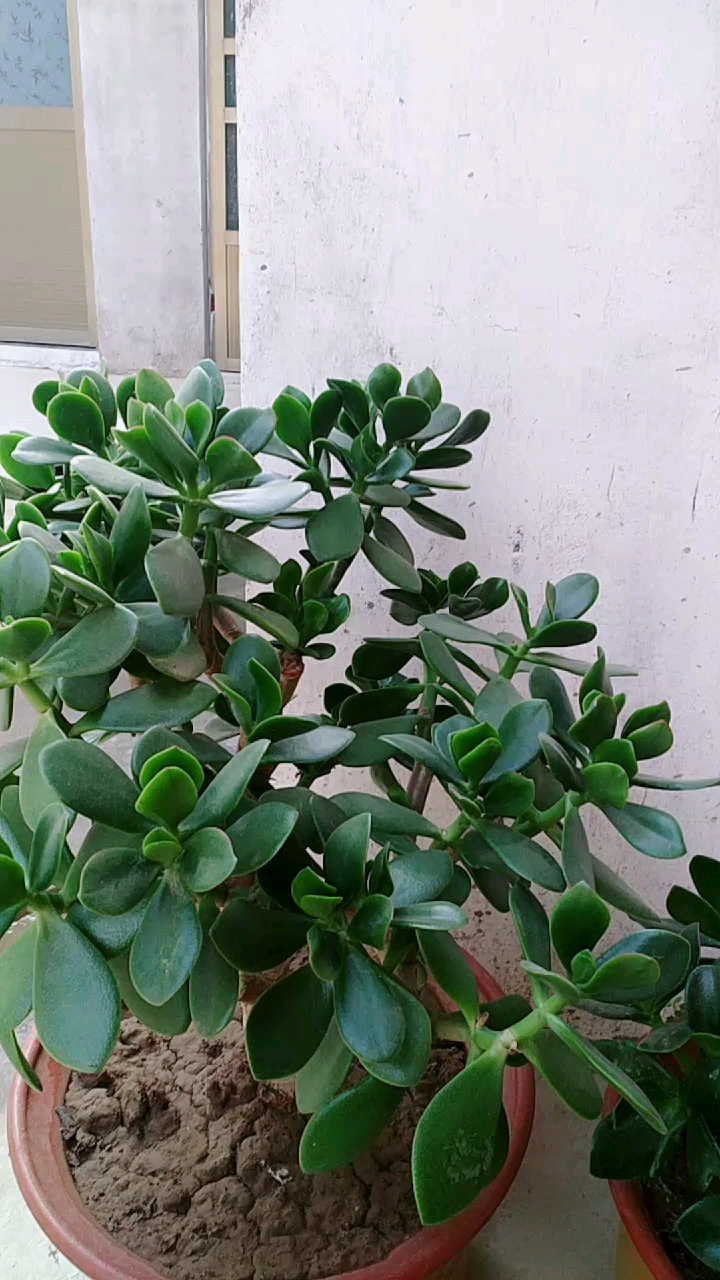 两棵小玉树,好看吗?请给点个赞,可以吗?