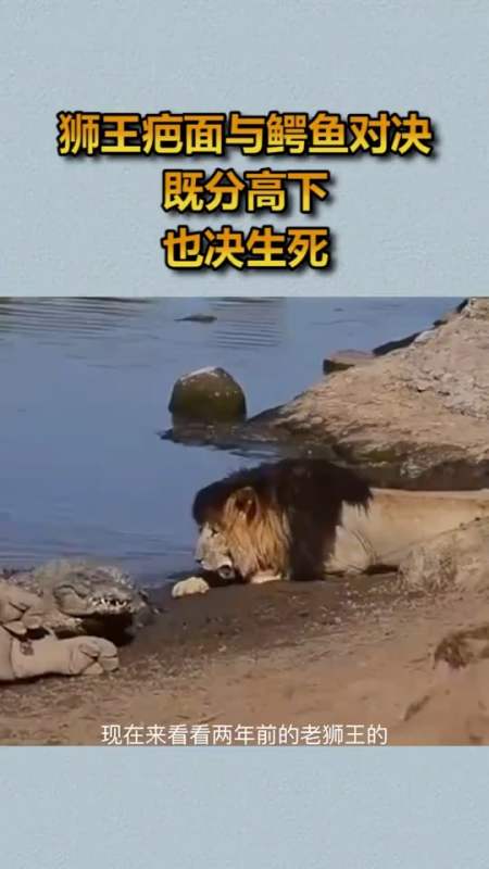 狮王疤面与鳄鱼对决,既分高下,也决生死