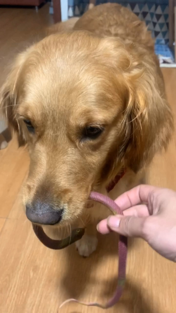 狗嘴里吐不出象牙.