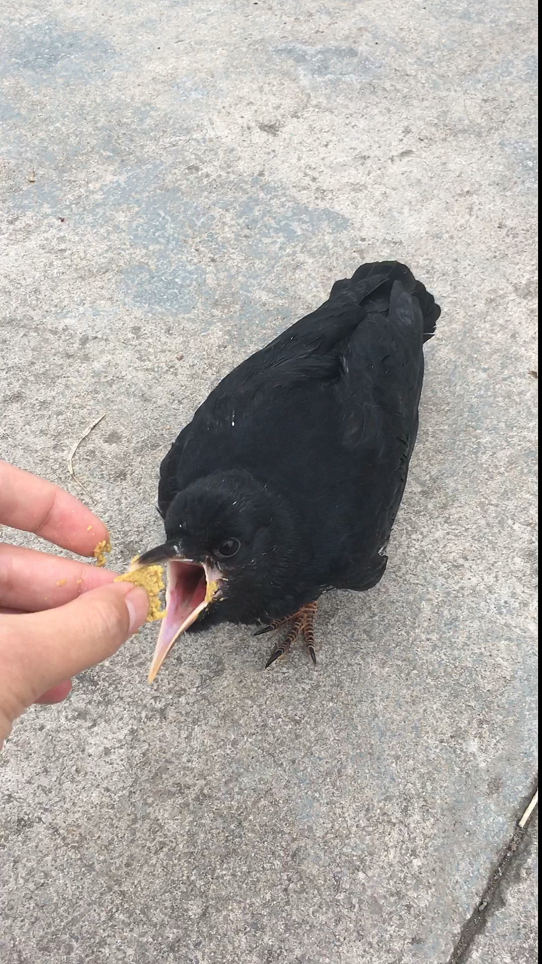 看看小乌鸦喜欢吃什么?