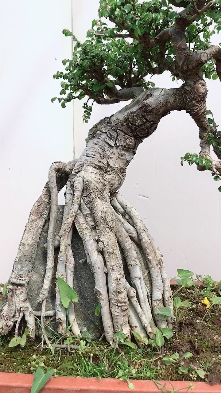 提根抱石榆树盆景