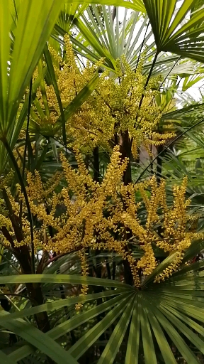 晒晒我家的春天#棕竹开花了,一串一串的,毫不张扬,但是有它独有的美