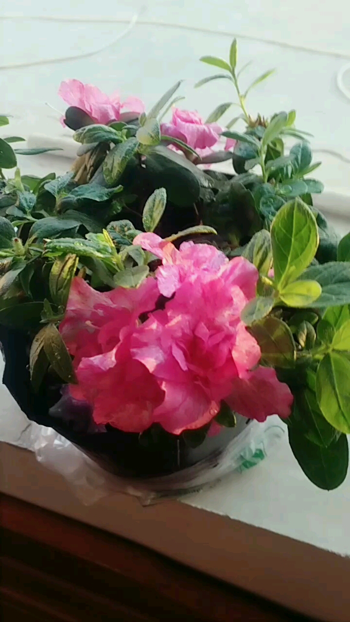 喷砂杜鹃,拍不出它的美