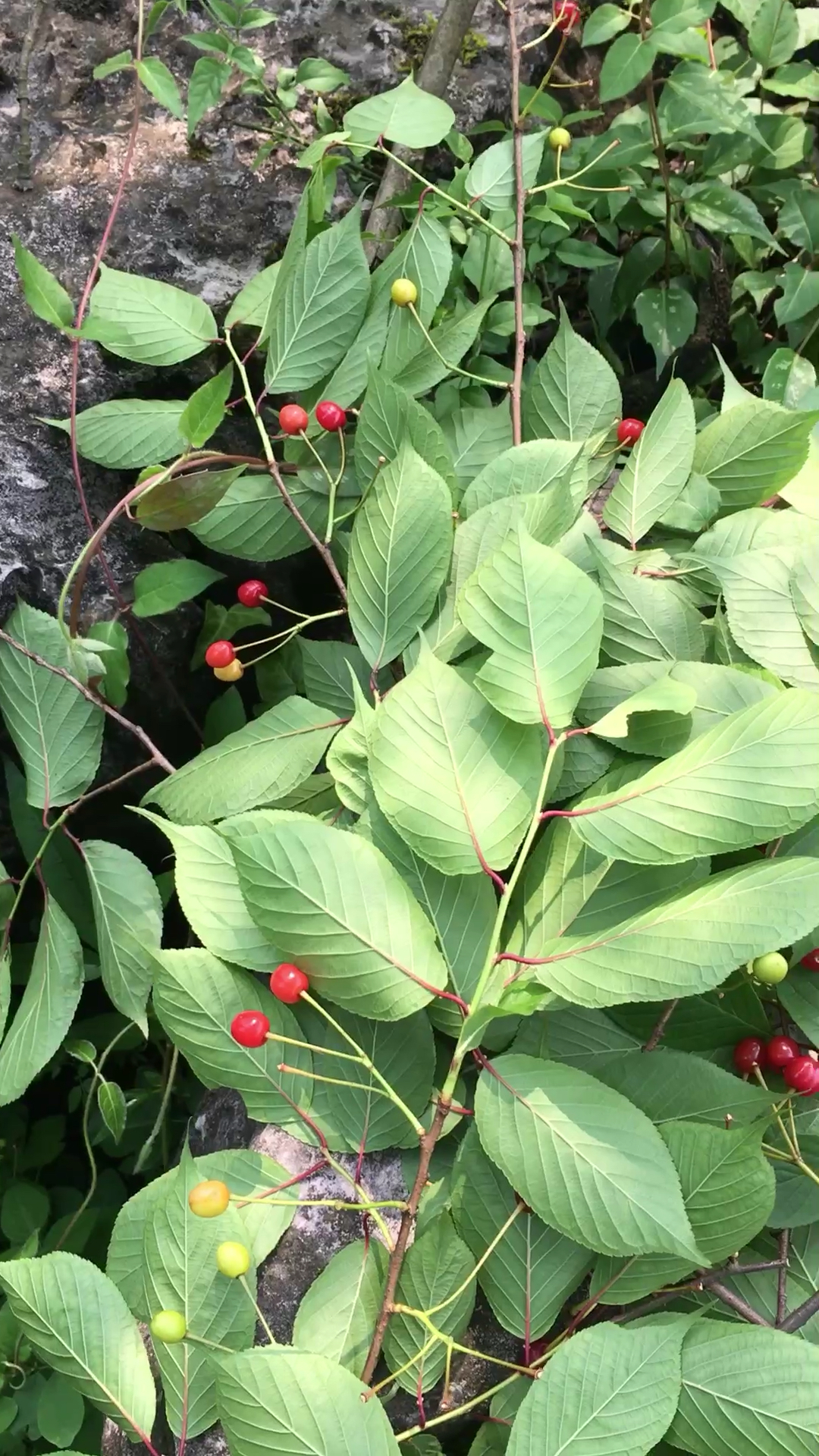 野生樱桃,有多少朋友吃过?