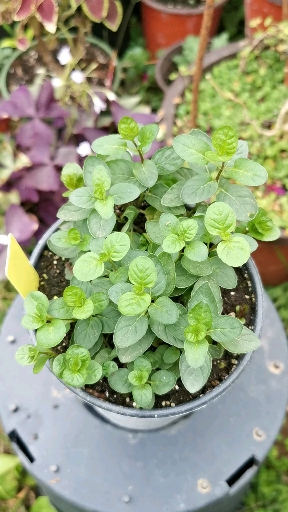我的小花园#香槟薄荷是唇形科薄荷属大家族里的清香型成员,带有淡淡