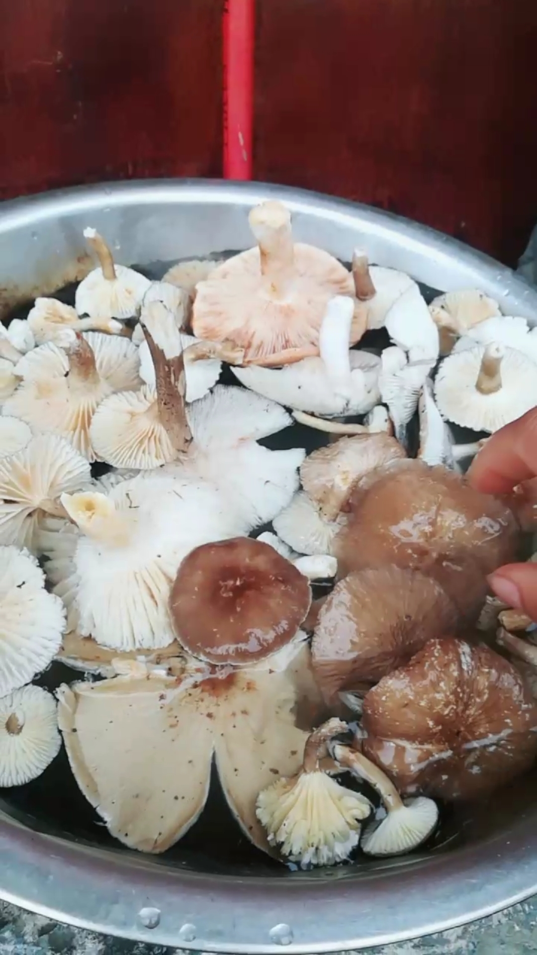 鸡肉菇,有想吃的没