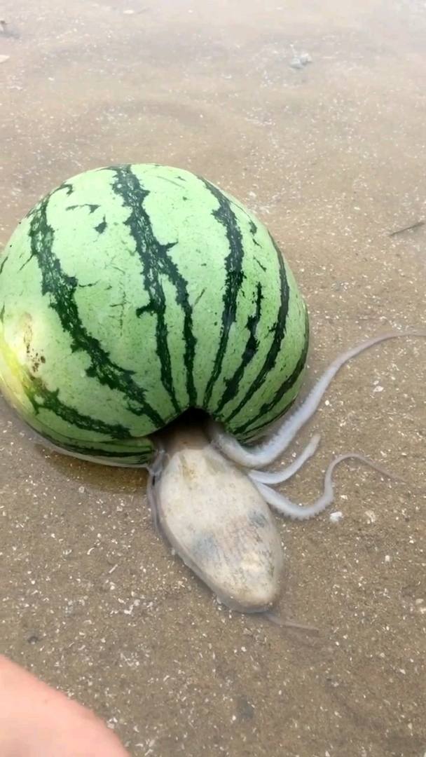 八爪鱼钻洞,道具很重要.