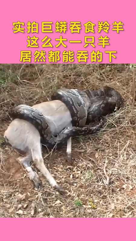 动物世界#实拍巨蟒吞食羚羊,这么大一只羊居然都能吞的下