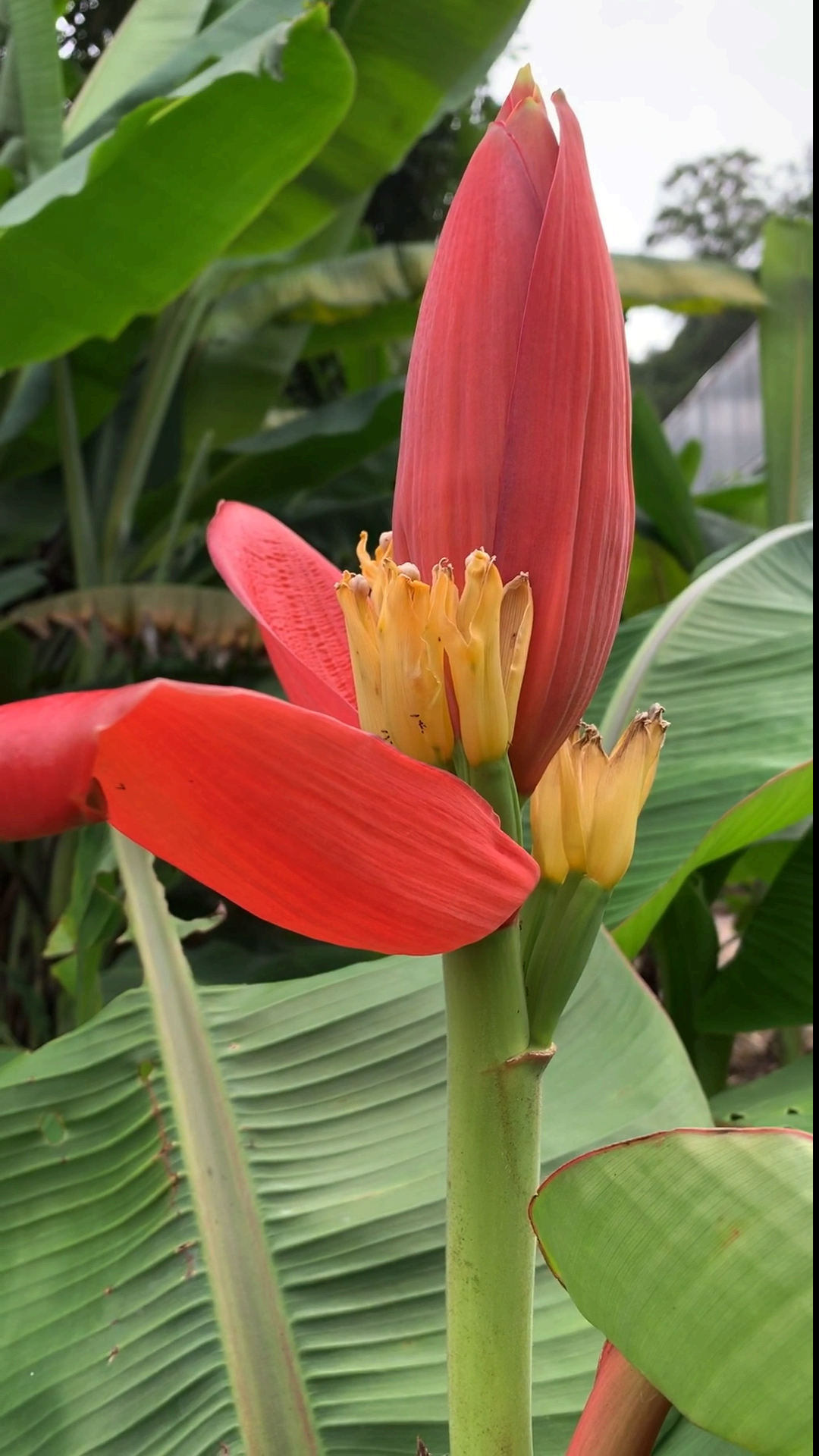 你喜欢的样子我都有#这些芭蕉科植物开的花,你见过几种?