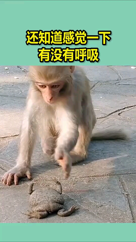 好聪明的猴子还知道感觉一下有没有呼吸