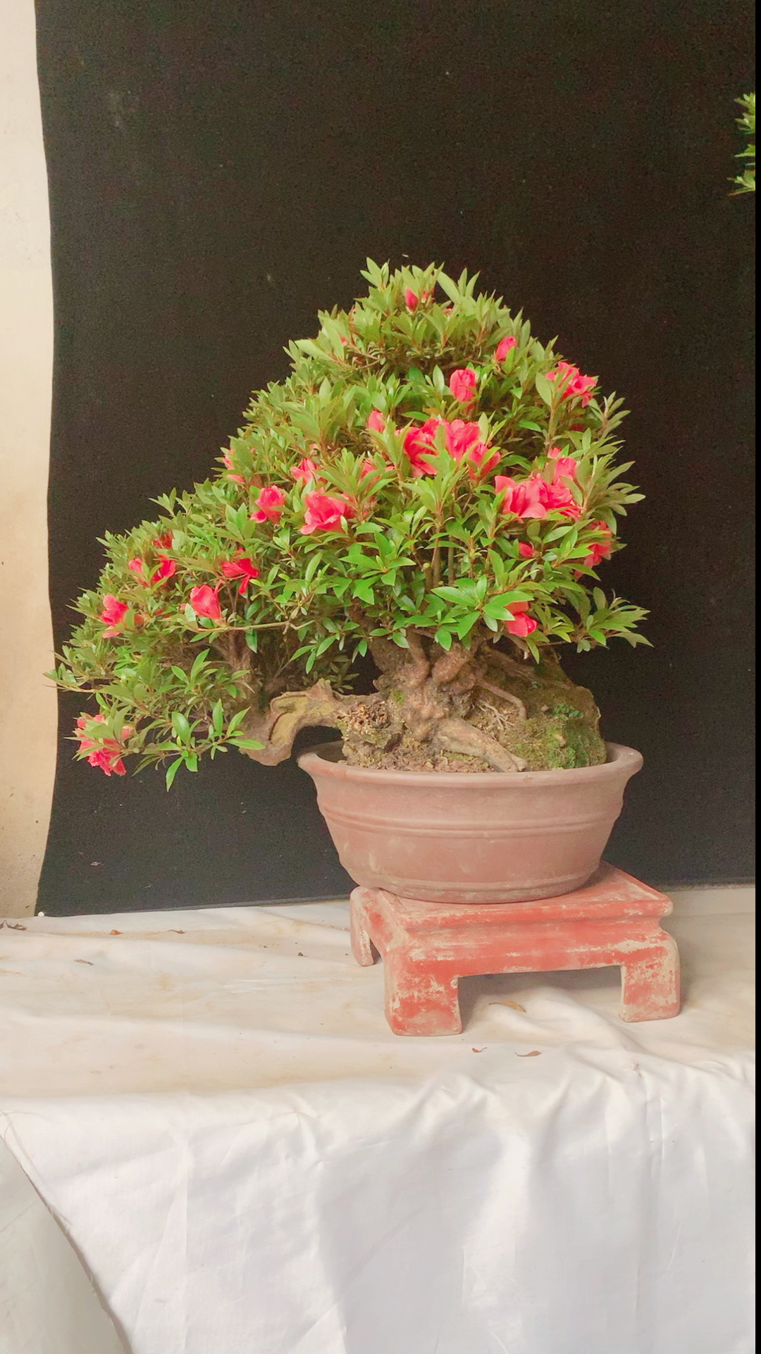 我要上热门#临水造型的杜鹃老桩