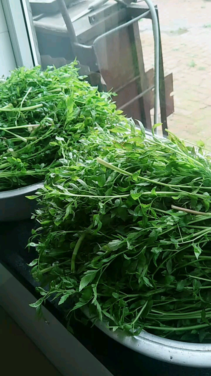 我栽的存野生小叶芹营养价值高