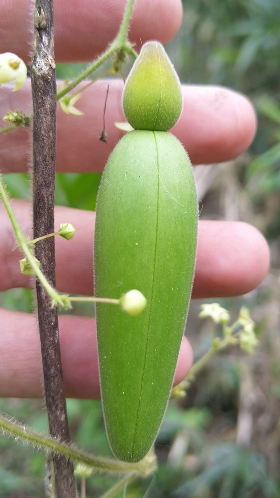 南方热带植物#风湿克星